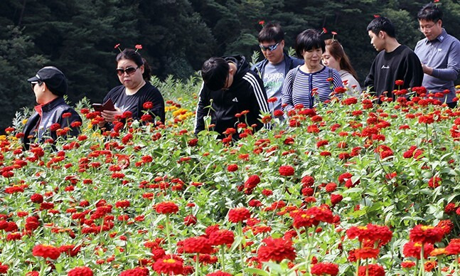 지난해 평창백일홍축제를 찾은 관광객들. 평창군 제공