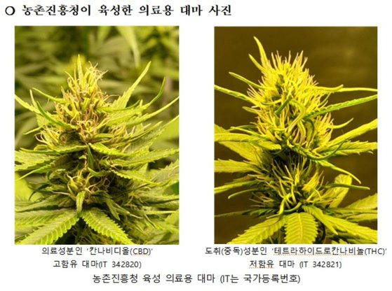 규제 완화와 산업화로 의료용 대마 시장에 대한 기대가 커지는 가운데 국내 의료용 대마 연구가 2022년 결실을 맺었다. 사진은 농촌진흥청이 육성한 (좌) 의료성분인 ‘칸나비디올(CBD)’ 와 (우) 도취(중독)성분인 ‘테트라하이드로칸나비놀(THC)’. 농촌진흥청