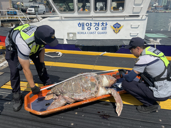 13일 오전 부산 공동어시장 앞바다에서 발견된 붉은바다거북 사체. 해양경찰이 몸길이를 측정하고 있다. 부산해양경찰서 제공