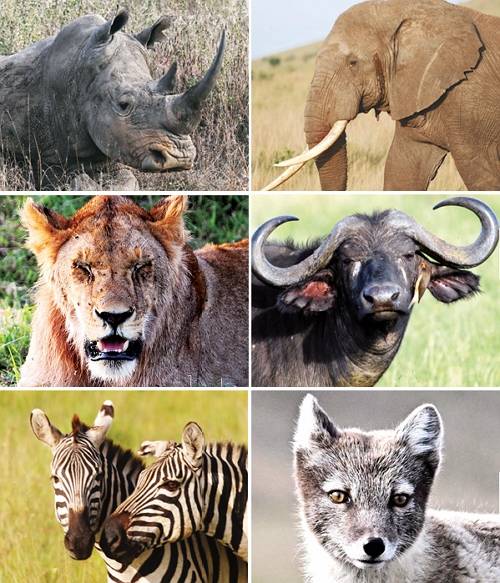 지구 곳곳에서 야생동물들은 서식지와 먹이를 잃고 멸종의 벼랑 끝으로 내몰리고 있다. 왼쪽 위부터 시계방향으로 코뿔소, 코끼리, 아프리카들소, 북극여우, 얼룩말, 사자.