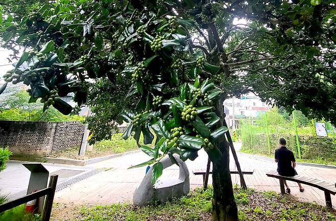 양림동의 400년된 호랑가시나무