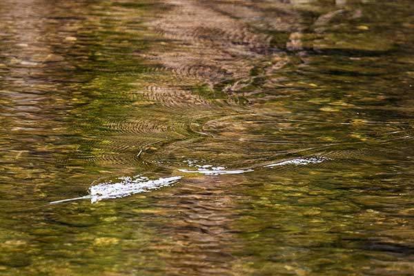 물에 미끼를 던지고 릴을 당기면 이런 모양처럼 보인다. 마치 벌레가 물 위에서 기어가는 것 같다. 이 장면을 보고 꺽지가 달려든다.