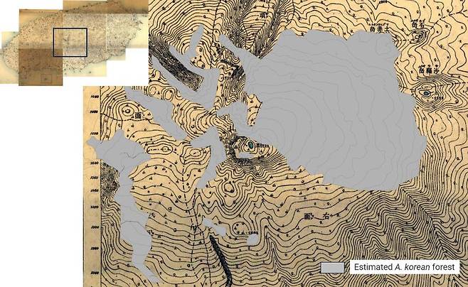 1918년 조선임야분포도를 이용한 구상나무 숲 추정 (사진, 제주세계유산본부)