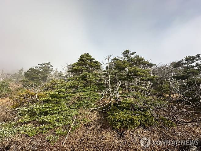 한라산 구상나무 [촬영 이성한] 한라산 고지대에 분포하는 구상나무. 1907년 프랑스인 에밀 타케 신부가 한라산 쿠살낭(구상나무) 표본을 미국 하버드대 아놀드수목원으로 보낸 것을 계기로 세계적으로 유명한 크리스마스트리 '아비에스 코리아나'의 토종으로 알려져 있다.