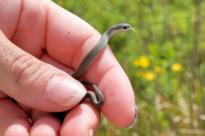 부화한지 얼마 되지 않은 어린 잔디뱀./United States Fish and Wildlife Services