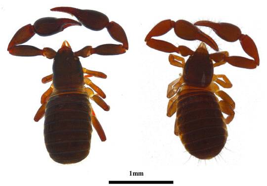 해안광택전갈붙이. 왼쪽 암컷, 오른쪽 수컷. 국립생물자원관 제공