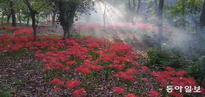 올해는 21일 이후 피어날 것으로 예상되는 기청산식물원의 석산(꽃무릇).  기청산식물원 제공