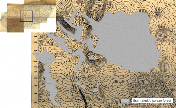 1918년 조선임야분포도를 이용한 구상나무 숲 추정. 제주도 제공