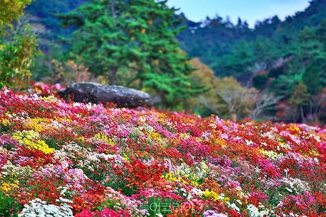 화순 고인돌 가을꽃 축제/사진-화순군