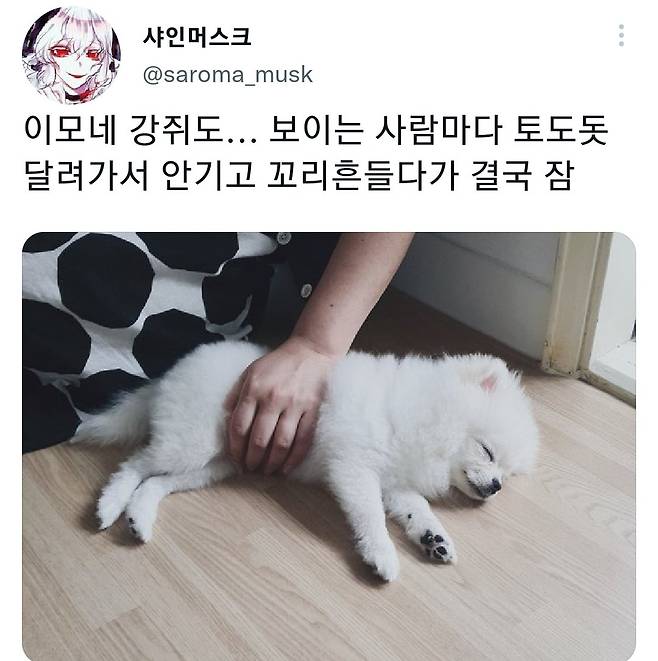 명절후유증에 시달린 댕댕이들