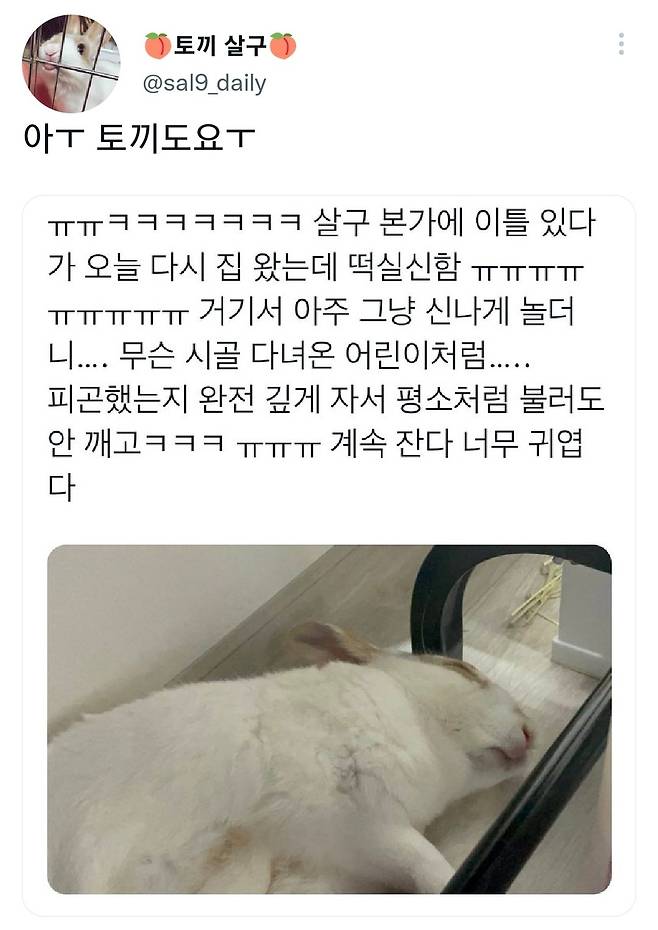 명절후유증에 시달린 댕댕이들