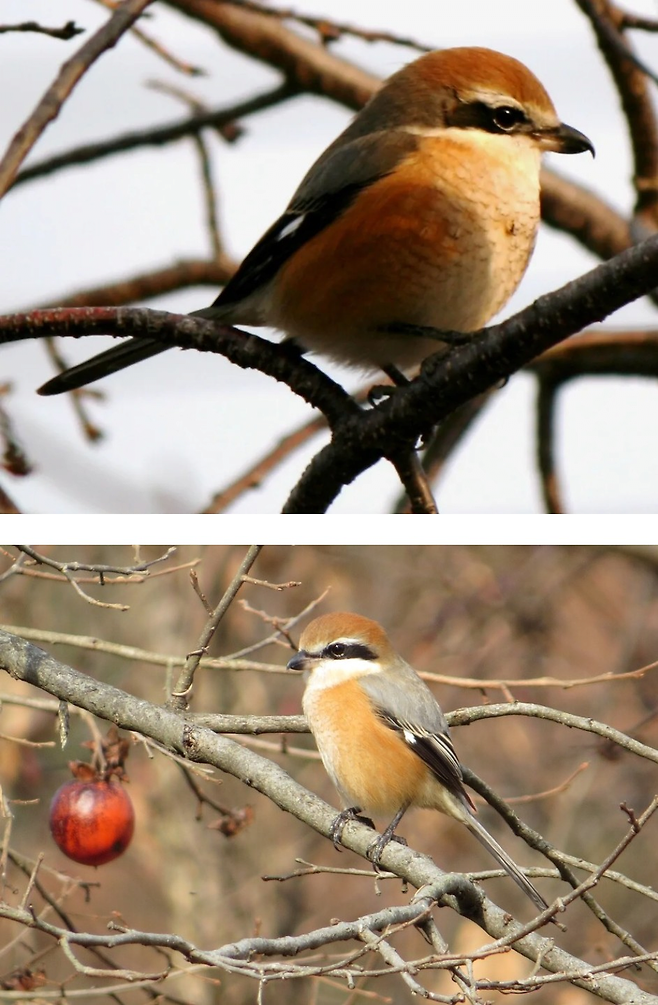 image.png 산속에서 나무에 꽂힌 동물시체를 조심해야하는 이유