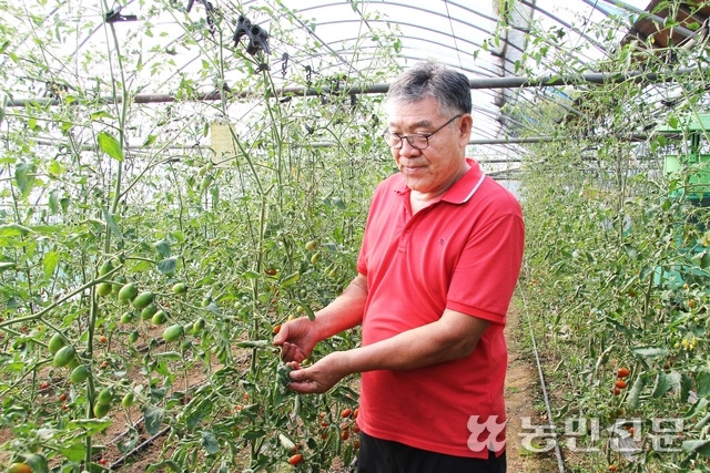 경기 안산에서 방울토마토를 재배하는 천용균씨가 토마토뿔나방 피해를 본 토마토잎을 살펴보고 있다.