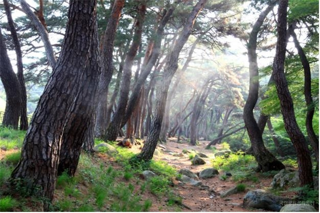 경주국립공원 삼릉숲길. [국립공원공단 제공. 재판매 및 DB 금지]