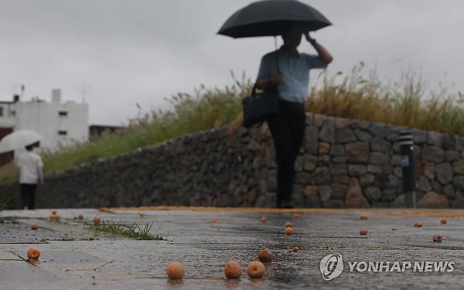 가을비에 후두둑 (서울=연합뉴스) 한상균 기자 = 전국 대부분 지역에서 비가 내린 12일 서울 시내에 은행나무 열매가 떨어져 있다. 2024.9.12 xyz@yna.co.kr