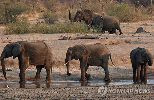 짐바브웨 황게 국립공원의 코끼리들 [로이터 연합뉴스 자료사진. 재판매 및 DB 금지]