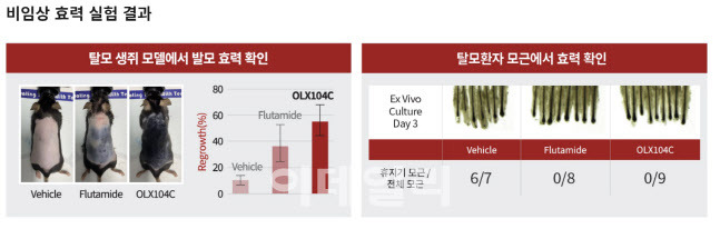 올릭스 탈모치료제 OLX104C 비임상 시험 결과. (사진=올릭스)