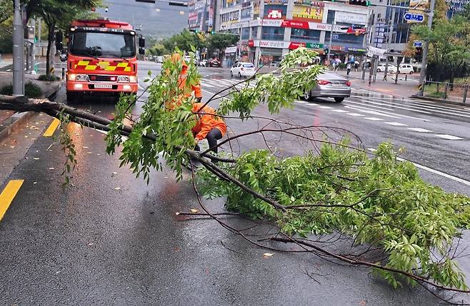 20일 경남 창원시 의창구 감계신도시에서 비바람에 쓰러져 도로를 덮친 가로수를 경남소방본부 직원이 제거하고 있다. /경남소방본부