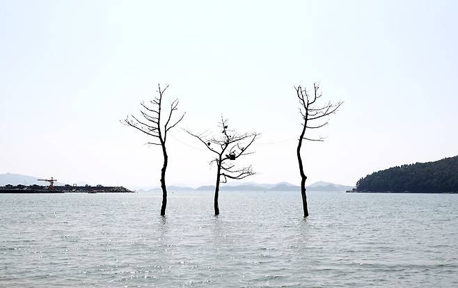 거금도 연소해수욕장에서 만난 바닷물 위로 서 있는 소나무 세 그루. 박미향 기자