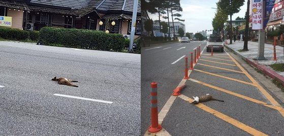 19일 오후 경기 여주시에서 로드킬을 당한 새끼 고라니와 고양이. 사진 장영상씨 제공