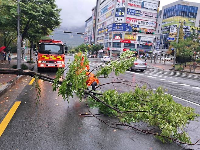 20일 오후 창원시 의창구 북면의 도로 위로 가로수가 쓰러져 소방당국이 안전 조치를 실시하고 있다./사진=창원소방본부 제공 /사진=(창원=뉴스1) 박민석 기자