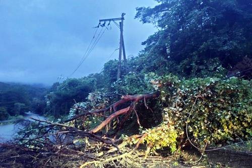 전신주 덮친 나무 [독자 제공. 재판매 및 DB 금지]