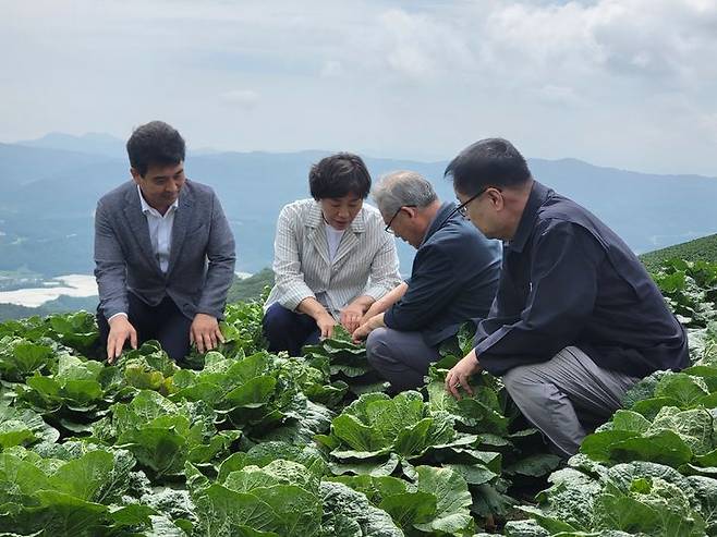 [강릉=뉴시스]송미령 농림축산식품부 장관이 8일 오전 강원특별자치도 강릉시 왕산면 일원(안반데기)의 고랭지 배추 밭을 찾아 배추 작황을 점검하고 있다.  *재판매 및 DB 금지