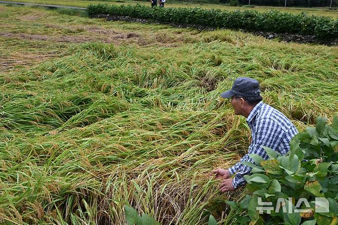 [보성=뉴시스] 박기웅 기자 = 22일 오후 전남 보성군 복내면 일봉리에서 한 농민이 전날 내린 폭우로 벼가 쓰러지는 피해가 발생한 논을 살피고 있다. 2024.09.22. pboxer@newsis.com