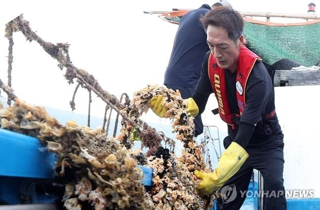 고수온에 정상적인 멍게가 없네 지난달 26일 경남 통영시 한 멍게 양식 어장에서 어민이 고수온에 내장이 터져 뿌옇게 보이는 폐사한 멍게를 건지고 있다. [연합뉴스 자료사진]