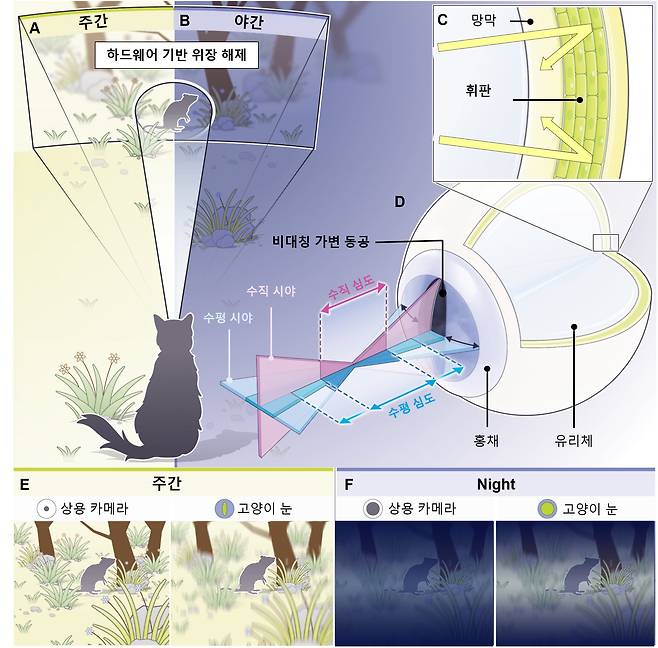 광주과학기술원(GIST)과 서울대 공동 연구진이 개발한 고양이 눈 모방 카메라의 작동 모식도. 수직 동공과 휘판을 모사해 야간에도 물체를 쫓는 능력을 높였다./광주과학기술원