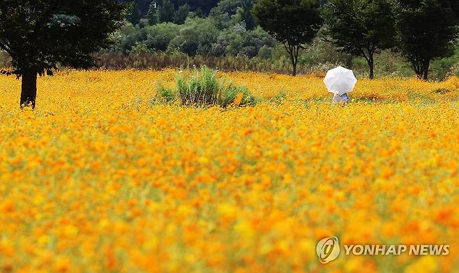 가을의 문턱 (여주=연합뉴스) 홍기원 기자 = 절기상 추분인 22일 경기도 여주시 당남리섬을 찾은 시민들이 활짝 핀 황화 코스모스를 감상하고 있다. 2024.9.22 xanadu@yna.co.kr