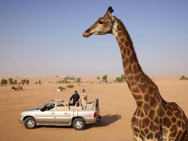 노파 리야드 리조트의 야생동물공원 투어. 사우디관광청 제공