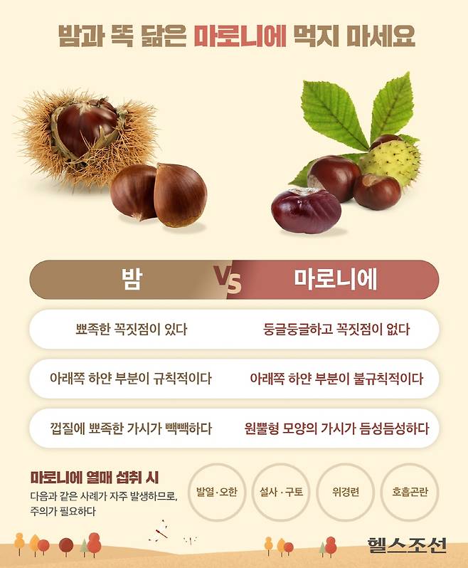 밤과 생김새가 비슷한 마로니에 열매를 섭취하지 않도록 주의해야 한다./그래픽=김남희
