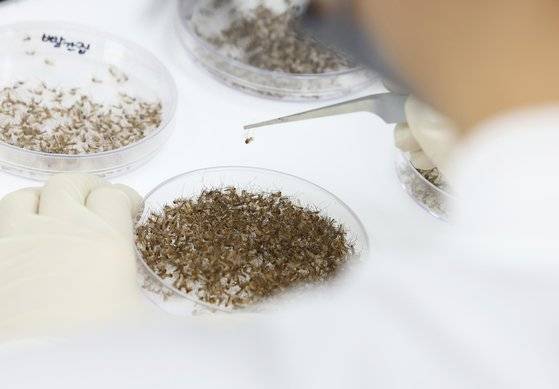 지난 4월 경기도 수원시 권선구 경기도보건환경연구원에서 연구원이 모기 분류작업을 하고 있다. 연합뉴스