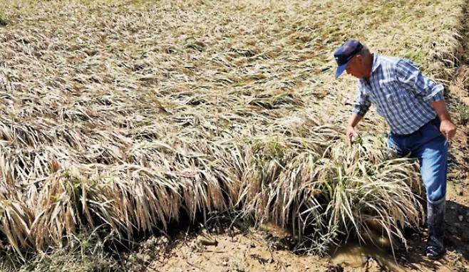 A farmer looks at rice damaged by heavy rains in Munnae-myeon, Haenam-gun, South Jeolla Province on September 23. Yonhap News