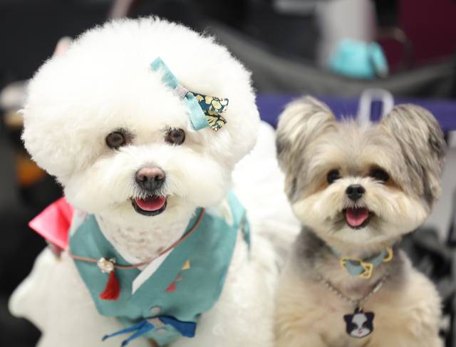 ▲25일 서울 강남구 코엑스에서 열린 '2024 케이펫 페어 서울'에서 반려견들이 혀를 내밀고 주변을 살펴보고 있다. ⓒ연합뉴스