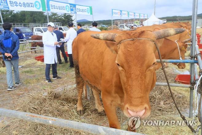 '제주 최고의 소를 뽑습니다' [연합뉴스 자료 사진]