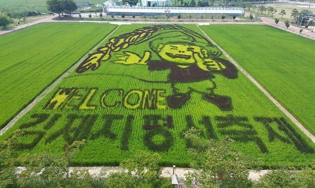 김제 지평선 축제. 한국일보 자료사진