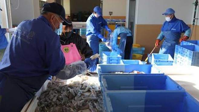 일본 후쿠시마산 수산물 [연합뉴스 자료사진]