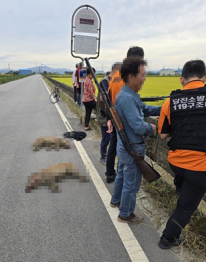 충남 당진서 멧돼지 20여마리 출몰 25일 충남 당진시 일대에서 멧돼지 20여마리가 한꺼번에 출몰했다는 신고가 잇따라 접수돼 관계 당국이 멧돼지 포획에 나서고 있다. 사진은 사살된 멧돼지. [충남 당진소방서 제공. 재판매 및 DB 금지]