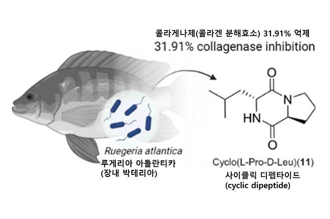 22개의 화합물 중 일부는 콜라겐 분해 효소와 티로시나제 억제 효과가 뛰어나 열 50°C, 자외선 파장 254nm와 365nm에 노출됐을 때도 최대 6일 동안 안정성을 유지한 것으로 밝혀졌다. [사진= 미국화학회 American Chemical Society]