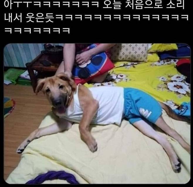 옷.jpg 아빠가 개한테 내 옷 입힘ㅡㅡ