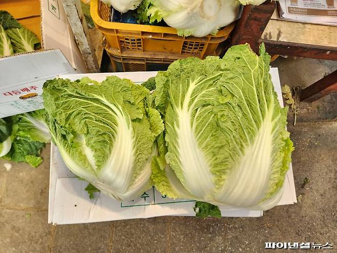 26일 오전 서울 동대문구 경동시장에서 만난 야채상인 장모씨(59)가 보여준 상품성이 좋은 배추(오른쪽)과 그렇지 못한 배추. 사진=김동규 기자