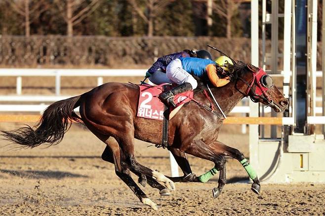 현존 최고 명마 위너스맨이 오는 29일 은퇴식을 갖고 경주로를 떠난다.  렛츠런파크 부산경남 제공