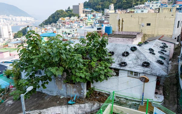 부산시가 빈집세 도입과 빈집 철거 비용을 소유주에게 청구하는 구상권 도입을 위한 법적 근거 마련을 정부와 국회에 공식 요청한다. 사진은 국제신문 창간 77주년 기획시리즈 ‘부산 빈집 팬데믹’의 현장으로 소개된 서구 초장동 일대 빈집 모습.  이원준 기자