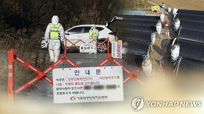 고병원성 조류인플루엔자 발생 (CG) [연합뉴스TV 제공]