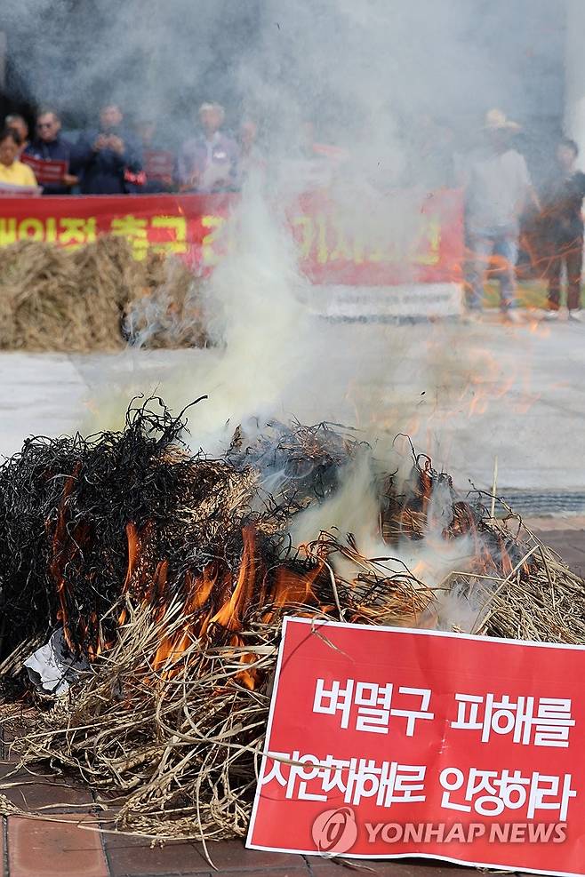 병충해로 말라버린 벼 태우는 농민들 (무안=연합뉴스) 김혜인 기자 = 26일 오전 전남 무안군 삼향읍 전남도청앞에서 열린 벼멸구 피해 재해인정 촉구 기자회견에서 전국농민회총연맹 회원들이 벼멸구로 말라버린 볏단을 태우고 있다. 2024.9.26 in@yna.co.kr