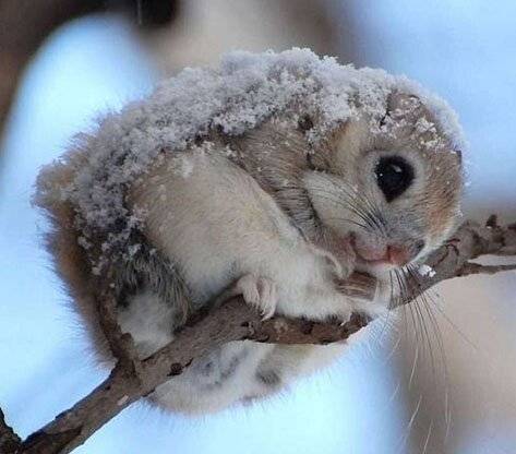 일본 난쟁이 하늘다람쥐.jpg 귀염주의) 일본 난쟁이 하늘다람쥐