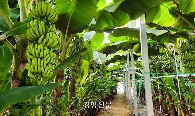 전남 신안군 비금면에 조성된 스마트 농장인 ‘퍼플 바나나 시범단지’에 바나나가 주렁주렁 매달려 있다. 신안군 제공.