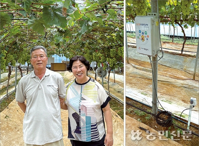 경기 화성시 마도면의 포도농가 이경순(오른쪽)·최효성 부부는 엽온(식물 잎의 온도), 토양 수분, 기상 등 여러 데이터를 종합적으로 판단해 관수를 제어하며 스마트농업을 실천하고 있다. 오른쪽 사진은 관수량을 자동으로 제어하는 장치 중 하나인 토양수분장력 센서.